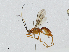  (Triraphis Malaise3364 - CBG-A00361-A12)  @11 [ ] CreativeCommons - Attribution (2023) CBG Photography Group Centre for Biodiversity Genomics