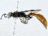  ( - CBG-A01230-G09)  @11 [ ] CreativeCommons - Attribution (2023) CBG Photography Group Centre for Biodiversity Genomics