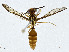  ( - CBG-A01230-G10)  @11 [ ] CreativeCommons - Attribution (2023) CBG Photography Group Centre for Biodiversity Genomics