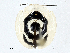  ( - CBG-A01232-D09)  @11 [ ] CreativeCommons - Attribution (2023) CBG Photography Group Centre for Biodiversity Genomics