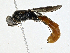  ( - CBG-A01233-D02)  @11 [ ] CreativeCommons - Attribution (2023) CBG Photography Group Centre for Biodiversity Genomics