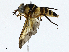  ( - CBG-A01236-C07)  @11 [ ] CreativeCommons - Attribution (2023) CBG Photography Group Centre for Biodiversity Genomics