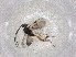  ( - CBG-A01391-C03)  @11 [ ] CreativeCommons - Attribution (2023) Centre for Biodiversity Genomics Centre for Biodiversity Genomics