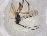  ( - CBG-A01395-A04)  @11 [ ] CreativeCommons - Attribution (2023) Centre for Biodiversity Genomics Centre for Biodiversity Genomics
