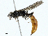  ( - CBG-A02903-H09)  @11 [ ] CreativeCommons - Attribution (2023) CBG Photography Group Centre for Biodiversity Genomics