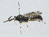  ( - CBG-A02907-B11)  @11 [ ] CreativeCommons - Attribution (2023) CBG Photography Group Centre for Biodiversity Genomics