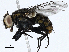  (Oxysarcodexia Malaise4749 - CBG-A00357-F04)  @11 [ ] CreativeCommons - Attribution (2023) CBG Photography Group Centre for Biodiversity Genomics