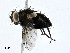  ( - CBG-A01235-D04)  @11 [ ] CreativeCommons - Attribution (2023) CBG Photography Group Centre for Biodiversity Genomics