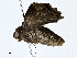 ( - CBG-A01235-E09)  @11 [ ] CreativeCommons - Attribution (2023) CBG Photography Group Centre for Biodiversity Genomics