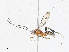  (Diradops Malaise5388 - CBG-A02858-A03)  @11 [ ] CreativeCommons - Attribution (2023) CBG Photography Group Centre for Biodiversity Genomics