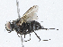  ( - CBG-A04470-A08)  @11 [ ] CreativeCommons - Attribution (2023) CBG Photography Group Centre for Biodiversity Genomics