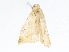  ( - CBG-A04470-G05)  @11 [ ] CreativeCommons - Attribution (2023) CBG Photography Group Centre for Biodiversity Genomics