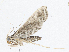  ( - CBG-A04470-G07)  @11 [ ] CreativeCommons - Attribution (2023) CBG Photography Group Centre for Biodiversity Genomics
