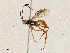  ( - CBG-A04471-A09)  @11 [ ] CreativeCommons - Attribution (2023) CBG Photography Group Centre for Biodiversity Genomics