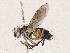  ( - CBG-A04472-C06)  @11 [ ] CreativeCommons - Attribution (2023) CBG Photography Group Centre for Biodiversity Genomics