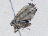  ( - CBG-A04472-G05)  @11 [ ] CreativeCommons - Attribution (2023) CBG Photography Group Centre for Biodiversity Genomics