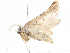  (Idaea Malaise8469 - CBG-A04474-H02)  @11 [ ] CreativeCommons - Attribution (2023) CBG Photography Group Centre for Biodiversity Genomics