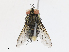  (Masiphya Janzen7344 - CBG-A13265-B03)  @11 [ ] CreativeCommons - Attribution Share - Alike (2023) CBG Photography Group Centre for Biodiversity Genomics