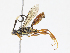  ( - CBG-A13266-A07)  @11 [ ] CreativeCommons - Attribution Share - Alike (2023) CBG Photography Group Centre for Biodiversity Genomics