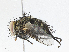  ( - CBG-A02908-G03)  @11 [ ] CreativeCommons - Attribution (2023) CBG Photography Group Centre for Biodiversity Genomics