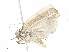  ( - CBG-A02908-H08)  @11 [ ] CreativeCommons - Attribution (2023) CBG Photography Group Centre for Biodiversity Genomics