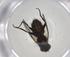  (Phytomyptera Janzen1522 - CBG-A03098-C11)  @11 [ ] CreativeCommons - Attribution (2023) Centre for Biodiversity Genomics Centre for Biodiversity Genomics