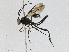  ( - CBG-A04466-F02)  @11 [ ] CreativeCommons - Attribution (2023) CBG Photography Group Centre for Biodiversity Genomics