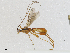 (Aleiodes Malaise9950 - CBG-A04466-G03)  @11 [ ] CreativeCommons - Attribution (2023) CBG Photography Group Centre for Biodiversity Genomics