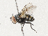  (Argyrochaetona Malasie2385 - CBG-A04471-B12)  @11 [ ] CreativeCommons - Attribution (2023) CBG Photography Group Centre for Biodiversity Genomics