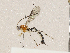  ( - CBG-A04471-E09)  @11 [ ] CreativeCommons - Attribution (2023) CBG Photography Group Centre for Biodiversity Genomics