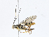  ( - CBG-A04588-A05)  @11 [ ] CreativeCommons - Attribution (2023) CBG Photography Group Centre for Biodiversity Genomics