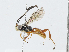  ( - CBG-A04588-A12)  @11 [ ] CreativeCommons - Attribution (2023) CBG Photography Group Centre for Biodiversity Genomics
