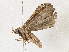  ( - CBG-A04589-B12)  @11 [ ] CreativeCommons - Attribution (2023) CBG Photography Group Centre for Biodiversity Genomics