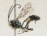 ( - CBG-A04591-G10)  @11 [ ] CreativeCommons - Attribution (2023) CBG Photography Group Centre for Biodiversity Genomics