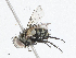  (Pseudochaeta Janzen3156 - CBG-A04593-C02)  @11 [ ] CreativeCommons - Attribution (2023) CBG Photography Group Centre for Biodiversity Genomics
