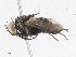  ( - CBG-A04593-C05)  @11 [ ] CreativeCommons - Attribution (2023) CBG Photography Group Centre for Biodiversity Genomics