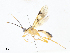  (Triraphis Malaise1857 - CBG-A07050-B11)  @11 [ ] CreativeCommons - Attribution Share - Alike (2023) CBG Photography Group Centre for Biodiversity Genomics