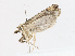  ( - CBG-A07052-D01)  @11 [ ] CreativeCommons - Attribution Share - Alike (2023) CBG Photography Group Centre for Biodiversity Genomics
