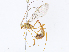  ( - CBG-A07052-D12)  @11 [ ] CreativeCommons - Attribution Share - Alike (2023) CBG Photography Group Centre for Biodiversity Genomics