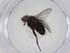  (Phytomyptera Malaise9866 - CBG-A08288-E10)  @11 [ ] CreativeCommons - Attribution (2023) Centre for Biodiversity Genomics Centre for Biodiversity Genomics