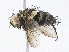  ( - CBG-A08758-F09)  @11 [ ] CreativeCommons - Attribution Share-Alike (2023) CBG Photography Group Centre for Biodiversity Genomics