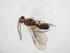  (Stiropius Malaise4382 - CBG-A09196-D07)  @11 [ ] CreativeCommons - Attribution Share - Alike (2023) Centre for Biodiversity Genomics Centre for Biodiversity Genomics