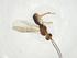  (Stiropius Malaise7435 - CBG-A09951-G03)  @11 [ ] CreativeCommons - Attribution Share - Alike (2023) Centre for Biodiversity Genomics Centre for Biodiversity Genomics