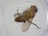  (Siphona Malaise7457 - CBG-A11517-D06)  @11 [ ] CreativeCommons - Attribution Share - Alike (2023) Centre for Biodiversity Genomics Centre for Biodiversity Genomics