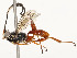  ( - CBG-A53608-D08)  @11 [ ] CreativeCommons - Attribution Share - Alike (2024) CBG Photography Group Centre for Biodiversity Genomics