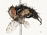  (Pseudochaeta Janzen55 - CBG-A53644-A09)  @11 [ ] CreativeCommons - Attribution Share - Alike (2024) CBG Photography Group Centre for Biodiversity Genomics