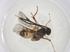  (Glyptapanteles malaise0847 - CBG-A53684-A01)  @11 [ ] CreativeCommons - Attribution Share - Alike (2024) Centre for Biodiversity Genomics Centre for Biodiversity Genomics