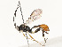  ( - CBG-A54369-B06)  @11 [ ] CreativeCommons - Attribution Share - Alike (2024) CBG Photography Group Centre for Biodiversity Genomics