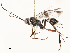  ( - CBG-A54371-G09)  @11 [ ] CreativeCommons - Attribution Share - Alike (2024) CBG Photography Group Centre for Biodiversity Genomics