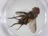  (Actia Malaise3586 - CBG-A55457-F11)  @11 [ ] CreativeCommons - Attribution Share - Alike (2024) Centre for Biodiversity Genomics Centre for Biodiversity Genomics